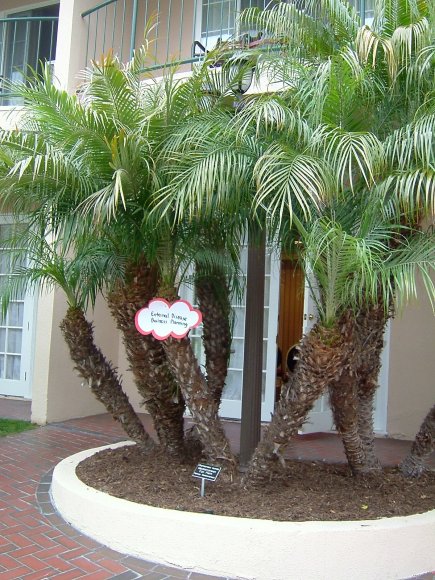 While Quickborn may have a park, we (sometimes) work around palm trees...